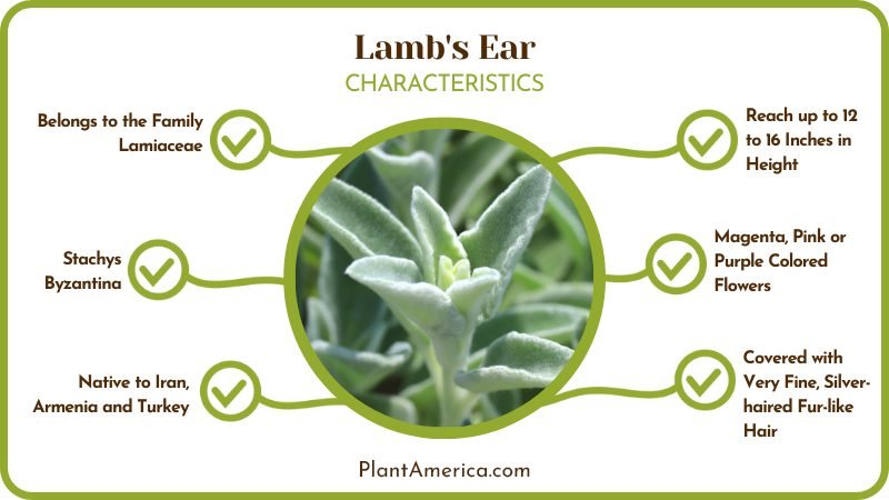 Lamb s Ear Characteristics Plant America