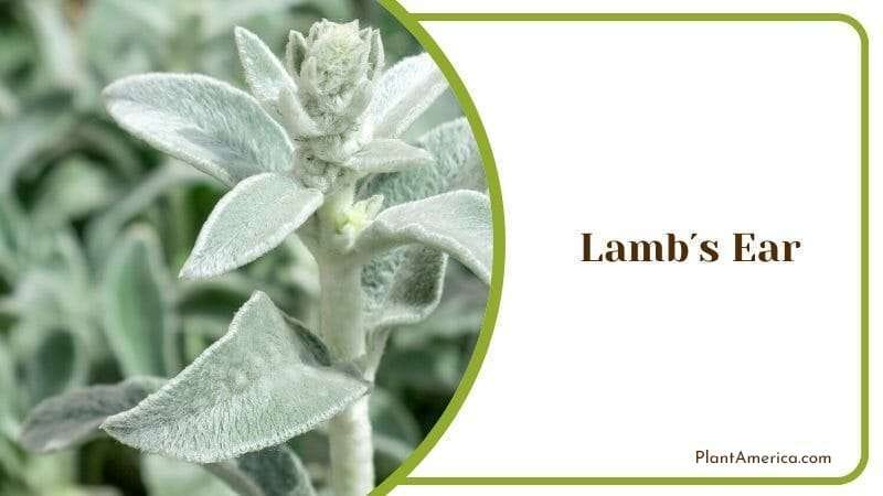 Lambs Ear PlantAmerica 1