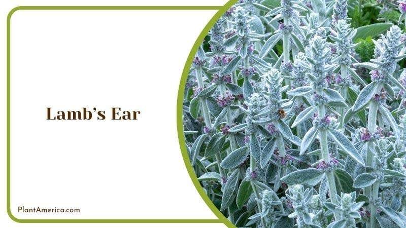 Lambs Ear PlantAmerica