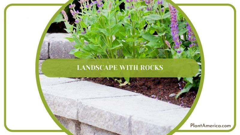 Landscape With Rocks Plant America Landscape With Rocks Plant America