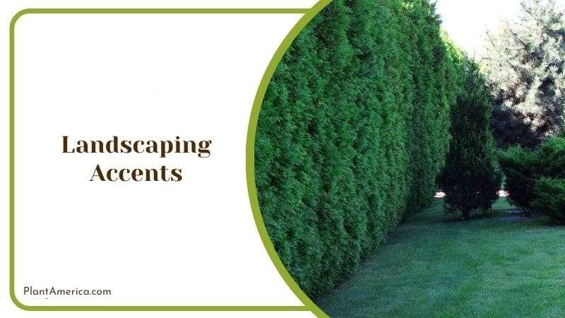 Landscaping Accents Plant America Landscaping Accents Plant America