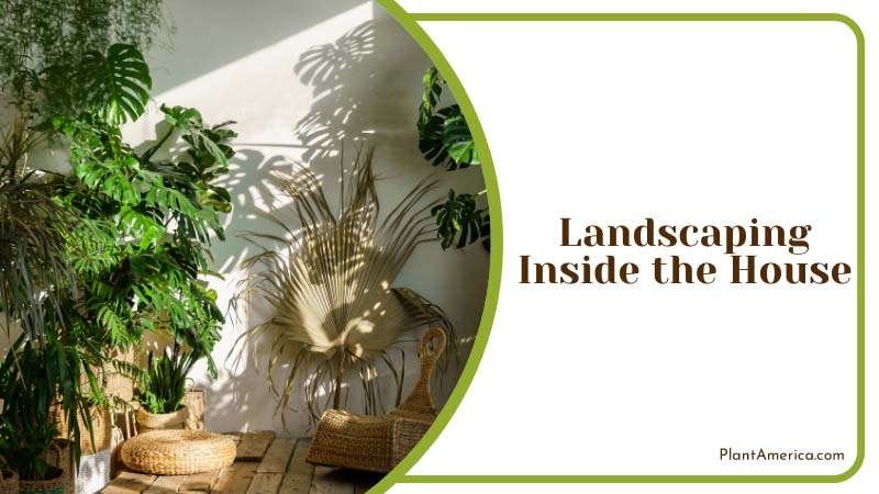 Landscaping Inside the House Plant America