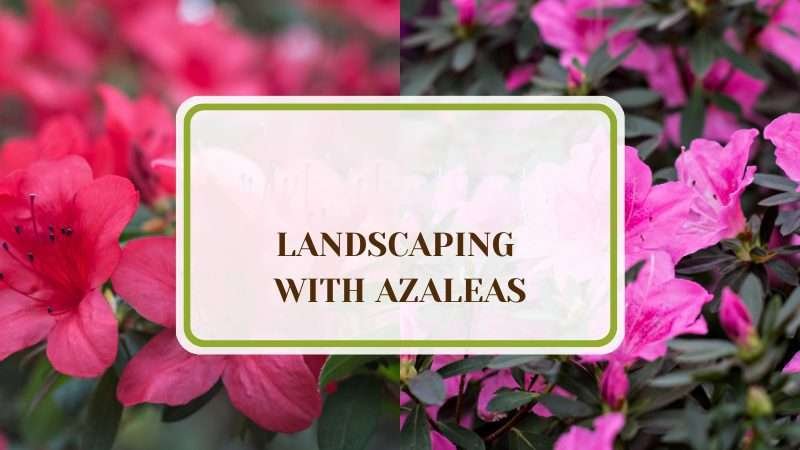 Landscaping With Azaleas Plant America 7 Landscaping With Azaleas Enchanting Varieties for You