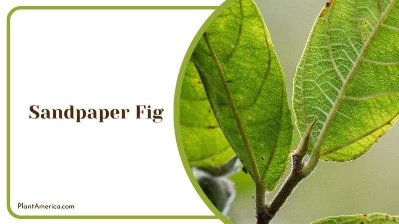 Landscaping by Sandpaper Fig Plant America Landscaping by Sandpaper Fig Plant America