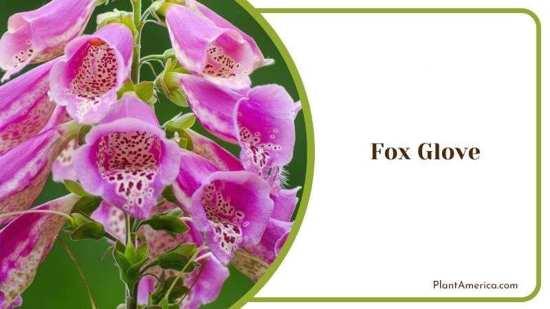 Lanscapping of Fox Glove PlantAmerica