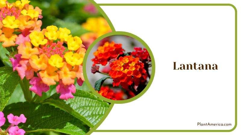 Lantana Blooms All Season Plant America Lantana Blooms All Season Plant America