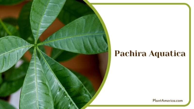 Lantana Flowers on Green Foliage Plant America