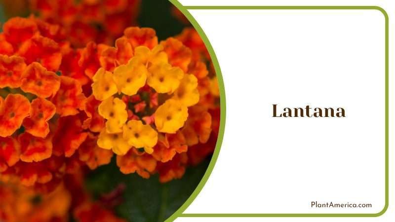 Lantana Plants Plant America Lantana Plants Plant America