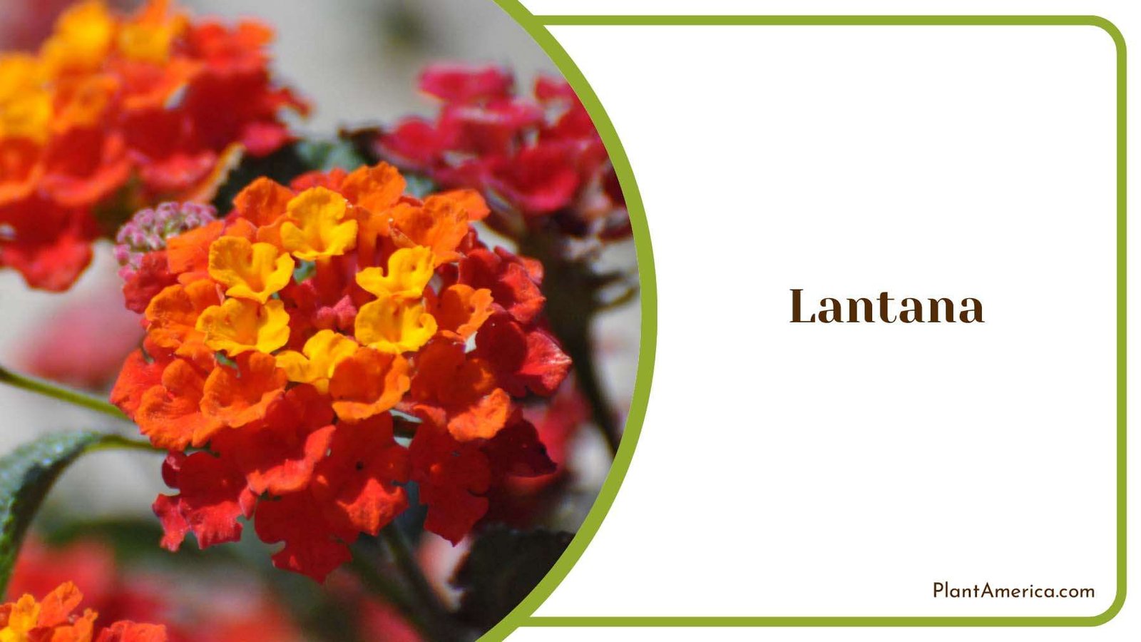 Lantana Tiny Flowers Plant America