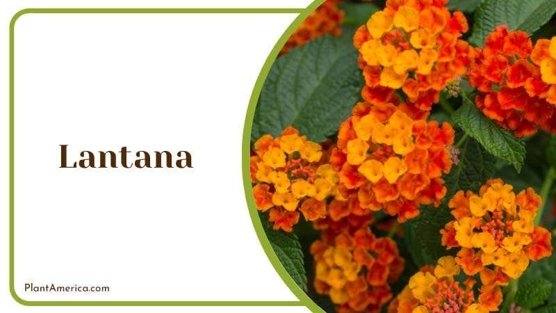 Lantana annual flowers that squirrels hate PlantAmerica