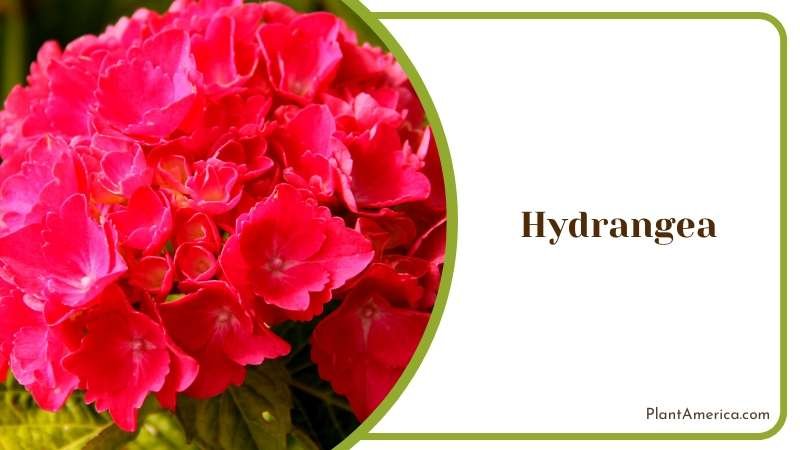 Large Hydrangea Blooms Plant America