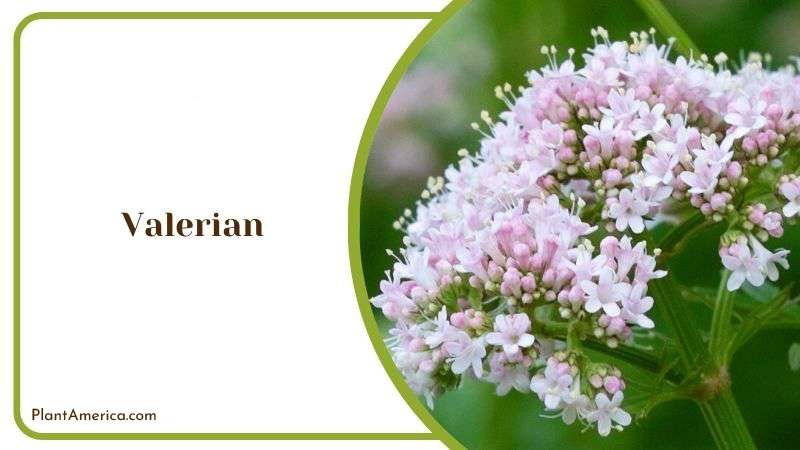 Large Lobed Valerian Leaves Plant America