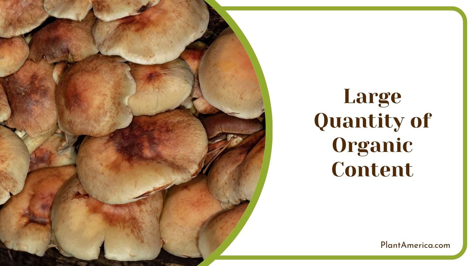 Large Quantity of Organic Content Plant America