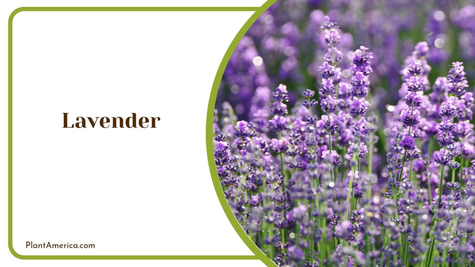 Lavender Blossoms Plant America Lavender Blossoms Plant America