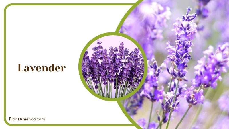 Lavender Blossoms PlantAmerica