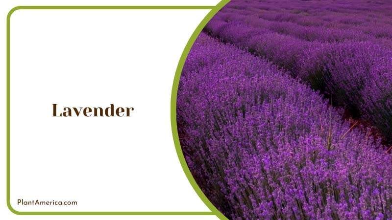 Lavender Blossoms in Field PlantAmerica