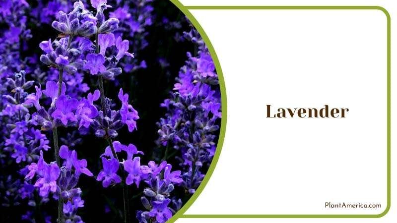 Lavender Blossoms in Garden Plant America