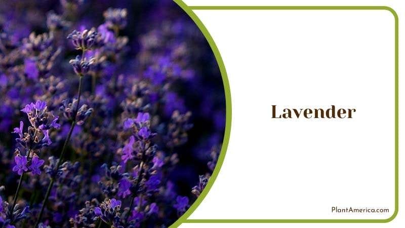 Lavender Blossoms in Garden PlantAmerica