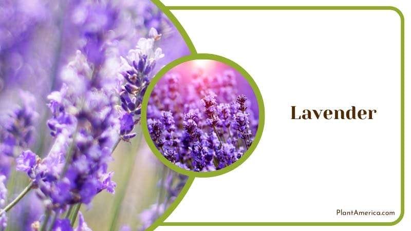 Lavender Blossoms in the Yard PlantAmerica