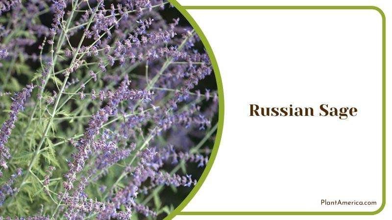 Lavender Flower of Russian Sage