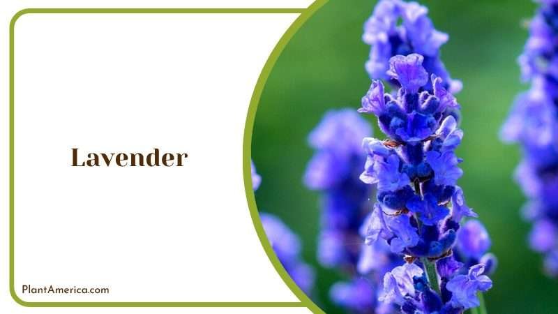 Lavender Plant in British Garden Plant America Lavender Plant in British Garden Plant America