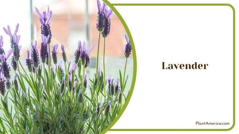 Lavender PlantAmerica 2