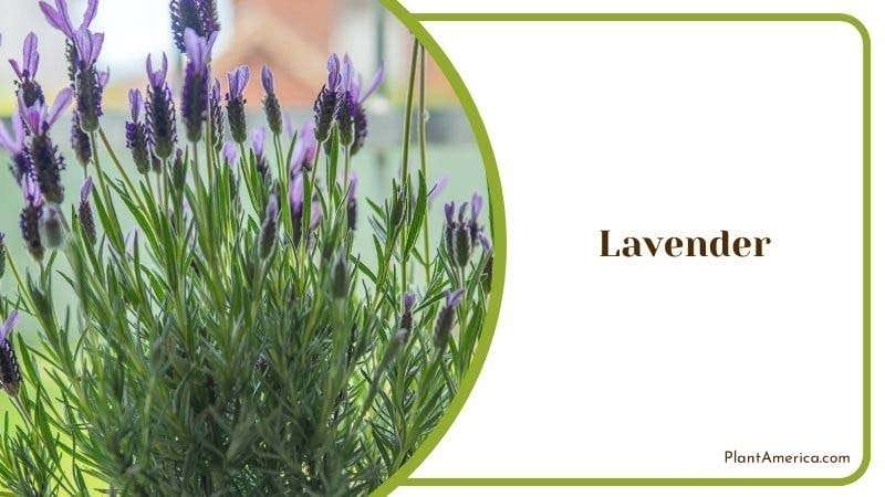 Lavender PlantAmerica 4