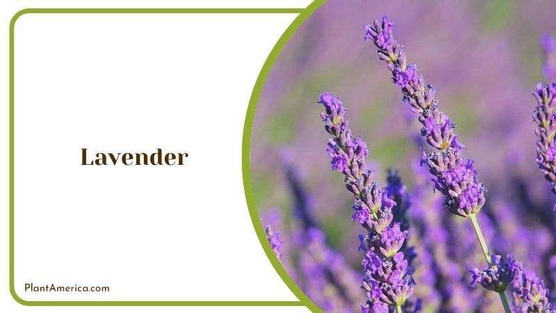 Lavender PlantAmerica