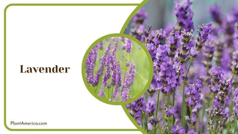 Lavender aromatic calming effect PlantAmerica