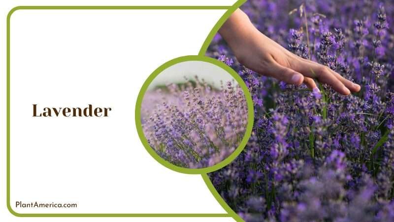 Lavender easy to grow Plant America