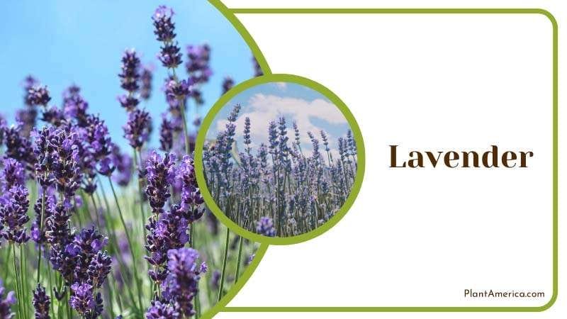 Lavender plants that repel mosquitoes PlantAmerica