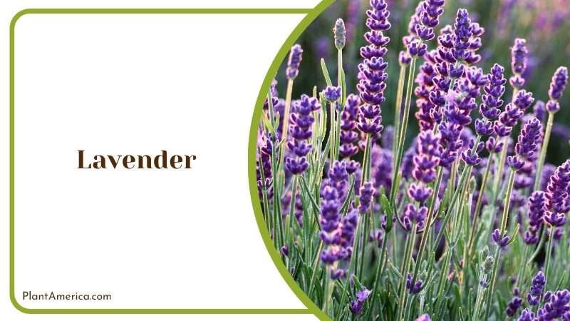 Lavender sweet smelling perennial plant PlantAmerica