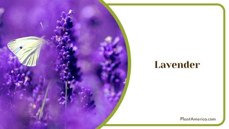 Lavender with White Butterfly PlantAmerica