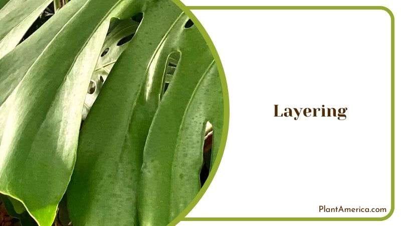 Layering Propagation of Philodendron Goeldii Plant America