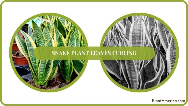 Leaf Curl Can Happen Due to Too Much Light PlantAmerica Leaf Curl Can Happen Due to Too Much Light PlantAmerica