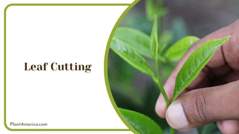 Leaf Cutting ~ Plant America