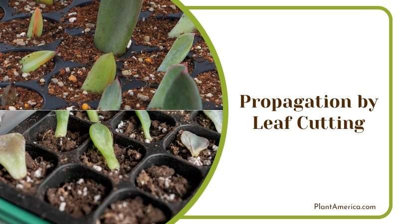 Leaf Cutting Propagation PlantAmerica 1