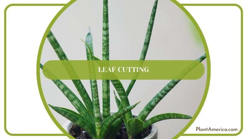 Leaf Cutting Propagation of Snake Plant PlantAmerica