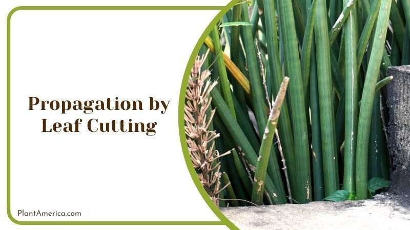 Leaf Cutting Sansevieria Bacularis Plant America