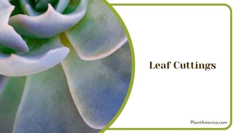 Leaf Cuttings Propagation Plant America Leaf Cuttings Propagation Plant America