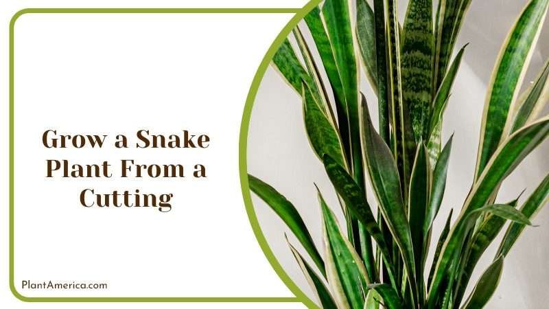Leaf Cuttings of Snake Plants PlantAmerica Leaf Cuttings of Snake Plants PlantAmerica