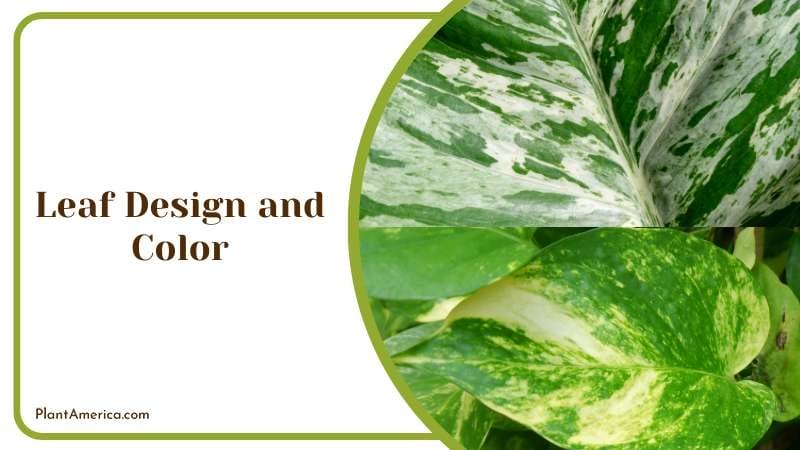 Leaf Design and Color Plant America
