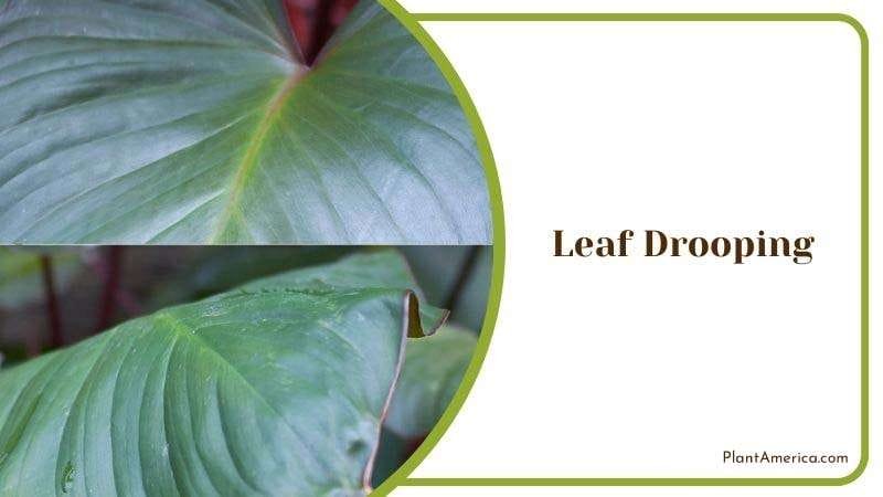 Leaf Drooping in Princess Philodendron Plant America