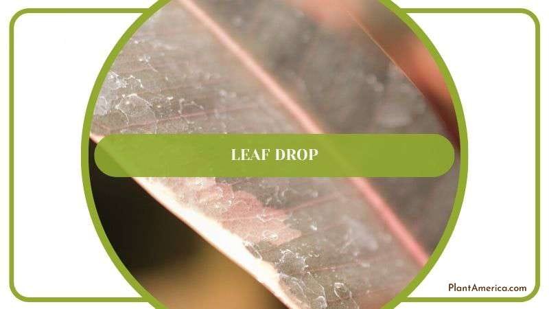 Leaf Drop Problems in Rubber Plant Plant America