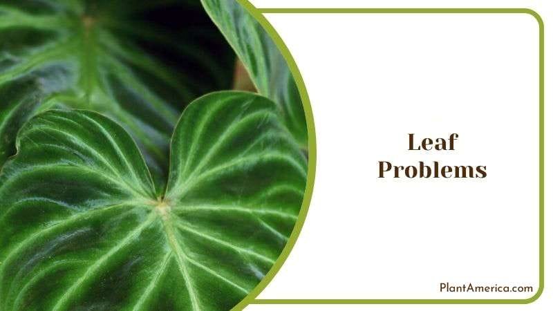 Leaf Problems of Heart Fern Plant America Leaf Problems of Heart Fern Plant America