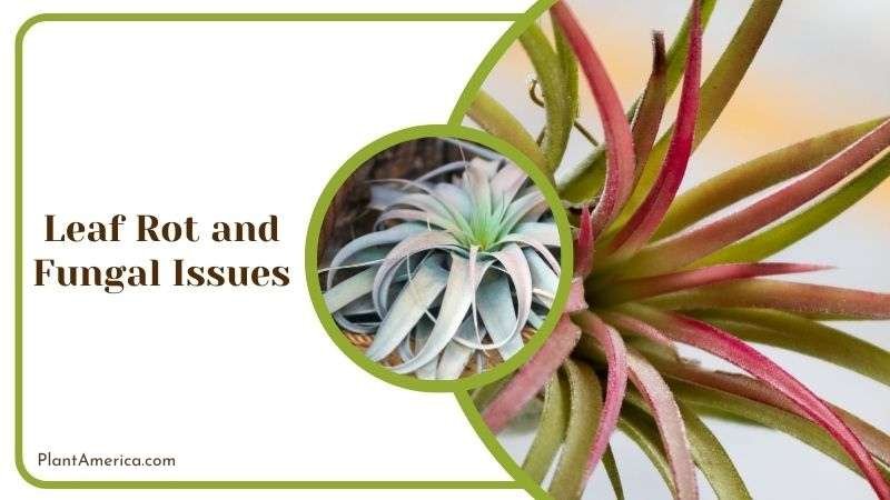 Leaf Rot and Fungal Issues of Bulbosa Plant America