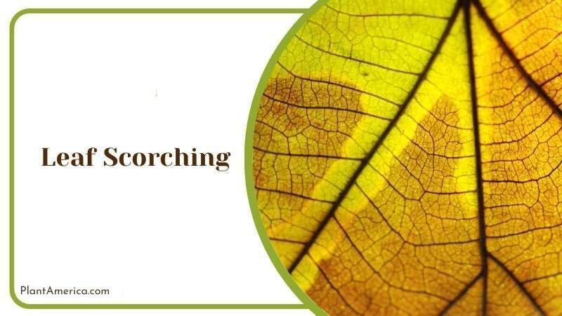 Leaf Scorching Plant America 1 Leaf Scorching Plant America 1
