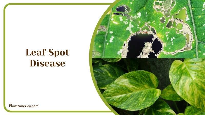 Leaf Spot Disease of Pothos Plants Plant America