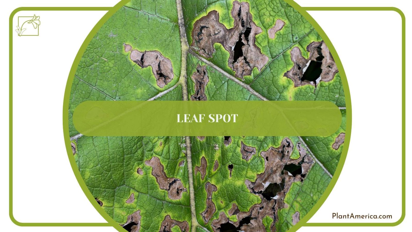 Leaf Spot on Strawberry Plants PlantAmerica Leaf Spot on Strawberry Plants PlantAmerica