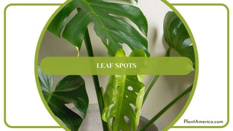 Muhamed Body Universal Image 1 Leaf Spots